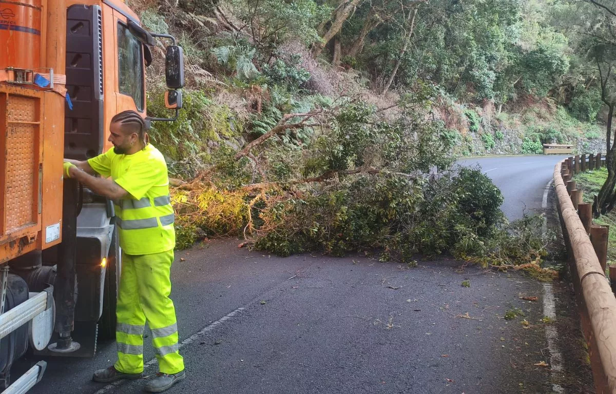 Caida de un árbol en una carretera de El Hierro. CABILDO INSULAR