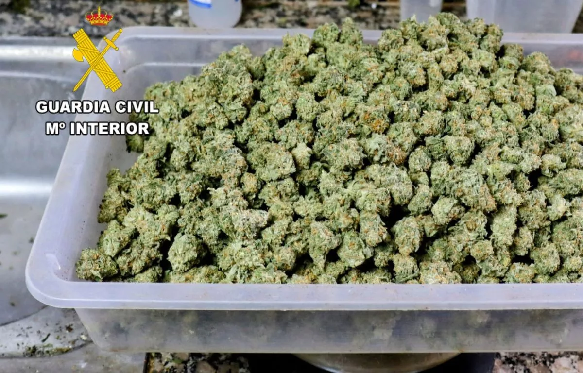 La Guardia Civil desarticula un grupo criminal dedicado al cultivo indoor de plantas de Cannabis en Tenerife. AH