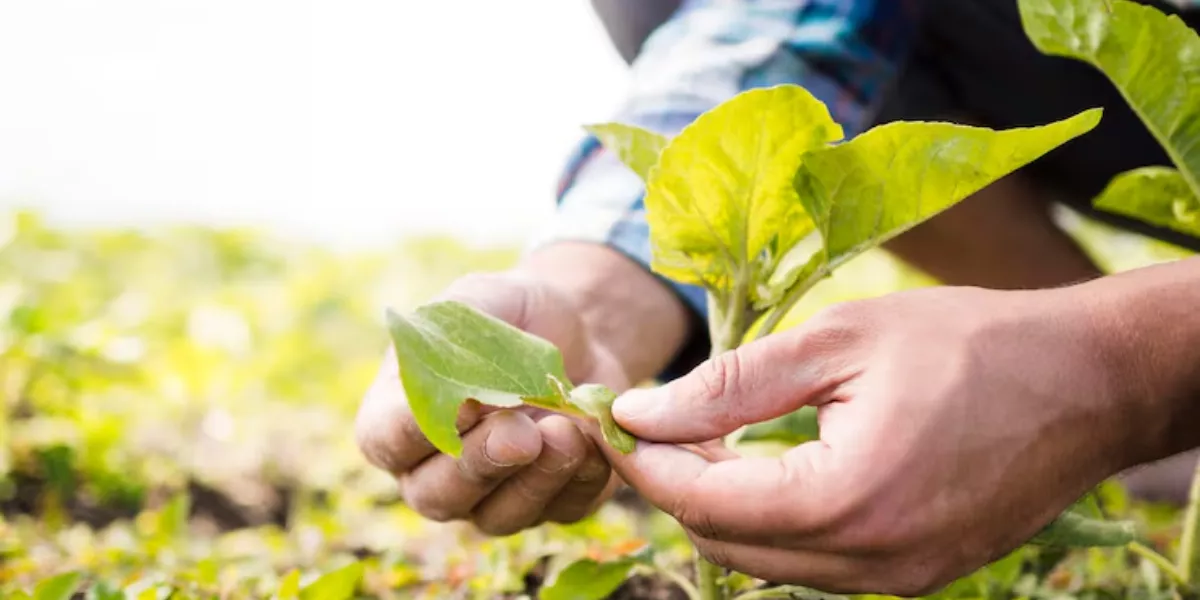 Imagen agrocultura / FREEPIK