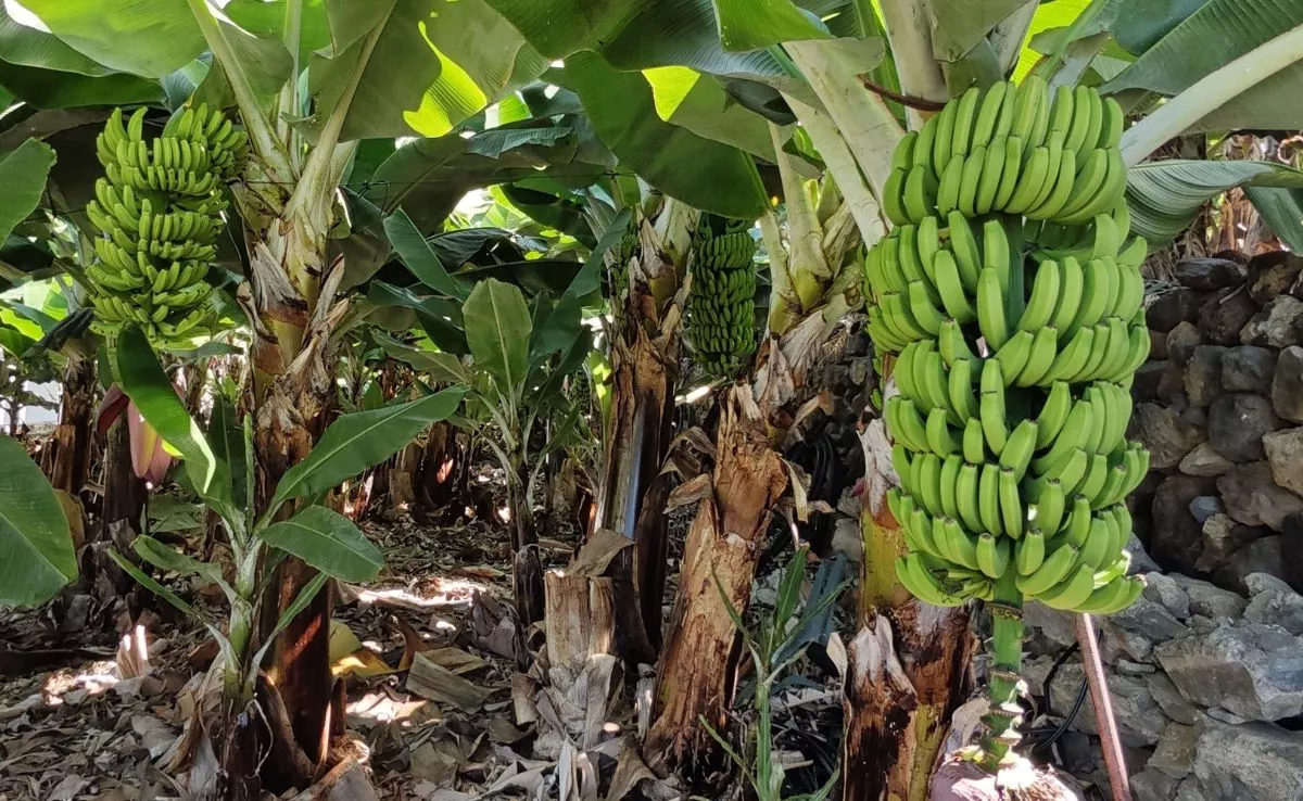 Plataneras en Canarias. /Cedida