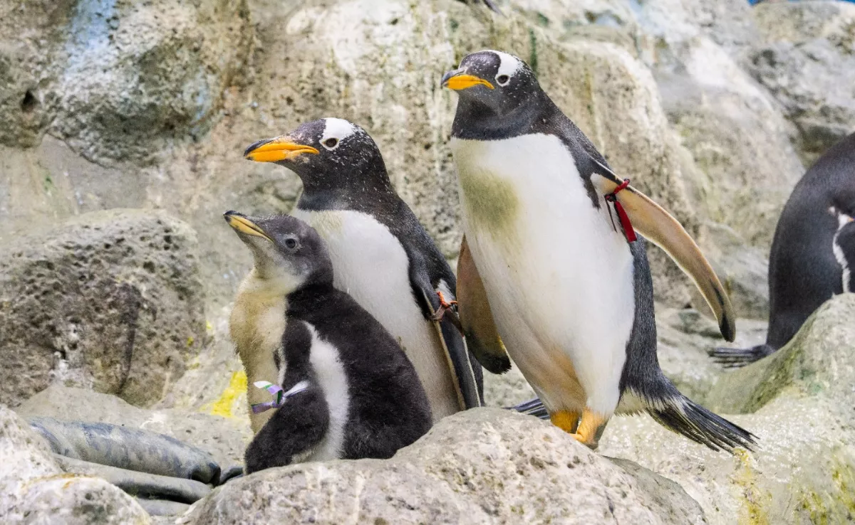 Fallece en Loro Parque con casi 40 años el pingüino más longevo de Europa./ LORO PARQUE