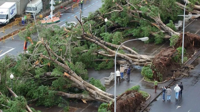 Caída de árboles con el paso del Delta en la Avenida Anaga |REDES Caída de árboles con el paso del Delta en la Avenida Anaga |REDES