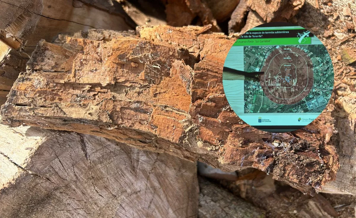 Un foco de termitas y la imagen de la zona afectada en La Caridad (Tacoronte). / MONTAJE AH