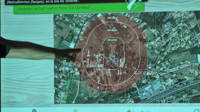 Foco de termitas en La Caridad. / AYUNTAMIENTO DE TACORONTE