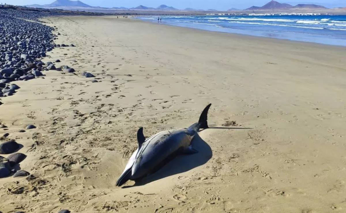 Aparece un delfín listado muerto en una playa de Lanzarote: los investigadores analizan el cuerpo./ RRSS