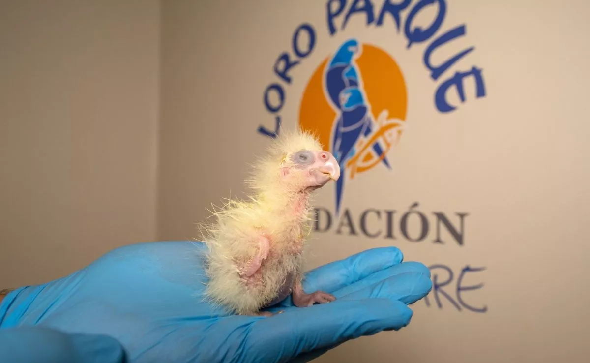 Cría de cacatúa colirroja, originaria del suroeste de Australia, nacida en el Loro Parque. /Cedida