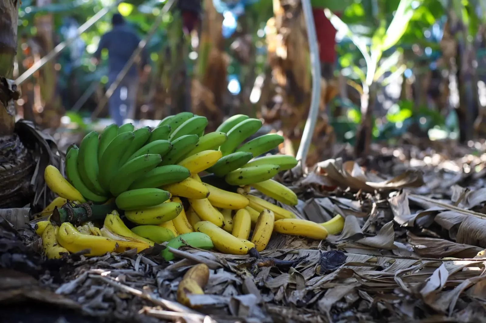 Una platanera en el Valle de Aridane. / EFE - LUIS G. MORERA