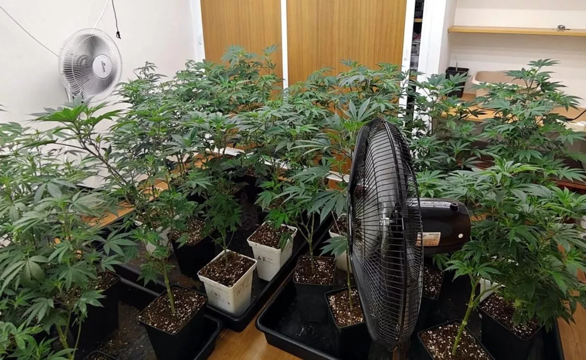 Plantas de marihuana incautadas en el sur de Tenerife. /Cedida