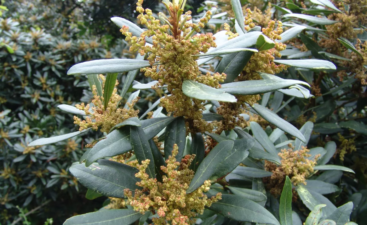 Flores de la faya / GOBIERNO DE  CANARIAS