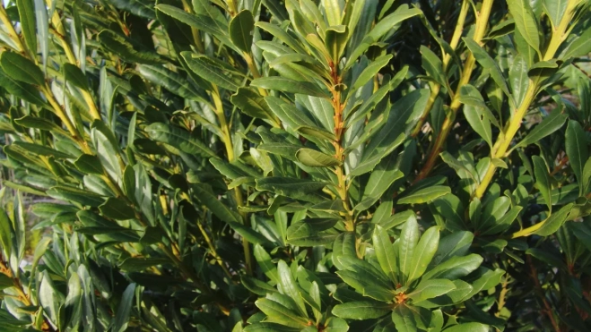 Imagen de una faya / GOBIERNO DE CANARIAS