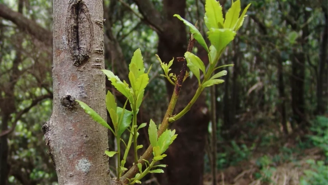 Imagen de un brote de faya / GOBIERNO DE CANARIAS