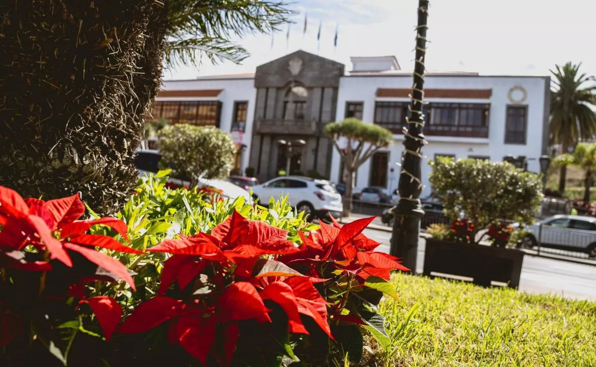 Flores de Pascua plantadas en frente del Ayuntamiento de Santa Úrsula. /Redes