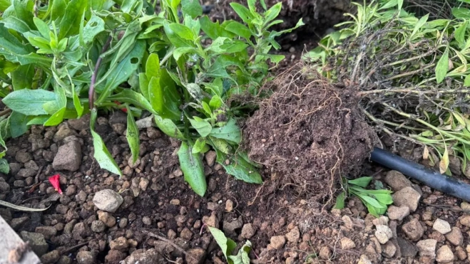 Raíces de una planta arrancada en una fotografía compartida por el Ayuntamiento de Santa Úrsula. /Redes Raíces de una planta arrancada en una fotografía compartida por el Ayuntamiento de Santa Úrsula. /Redes