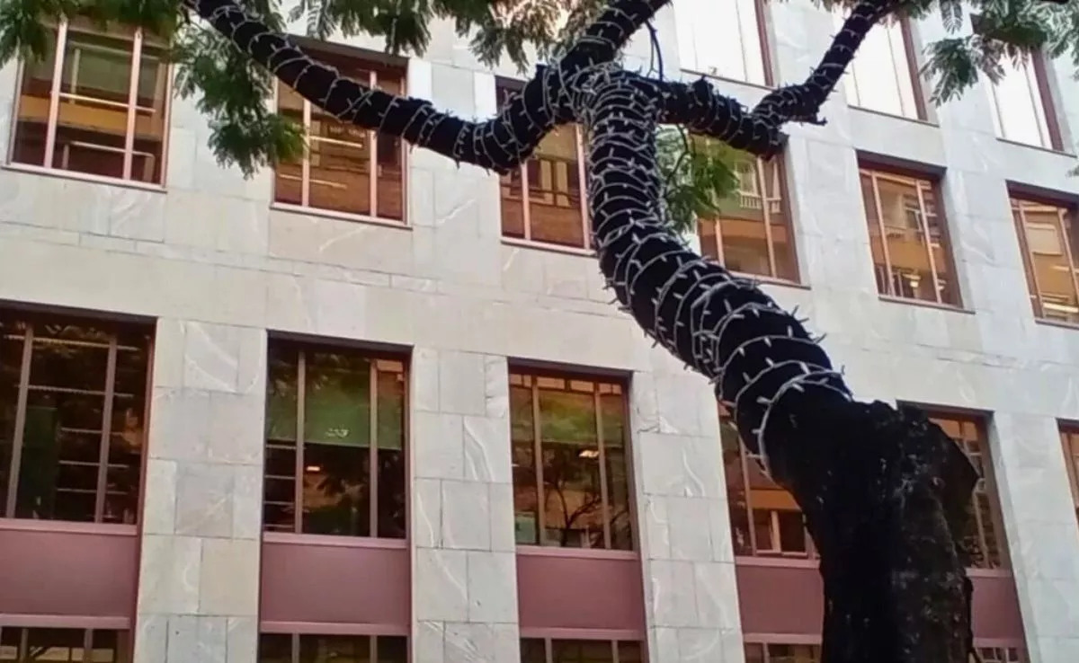 Jacaranda en la calle Puerto Escondido |AH