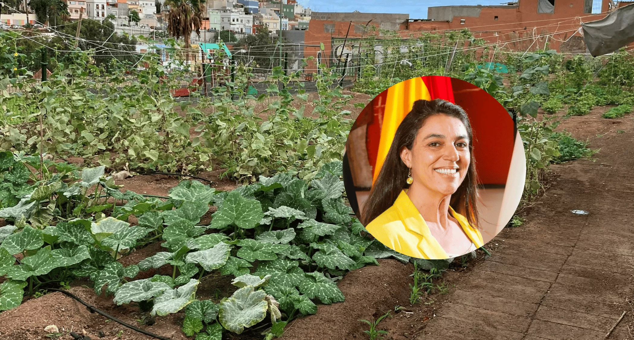 La ruina del contrato de los huertos urbanos de Las Palmas: 491.899 euros entre deuda e intereses. / AH