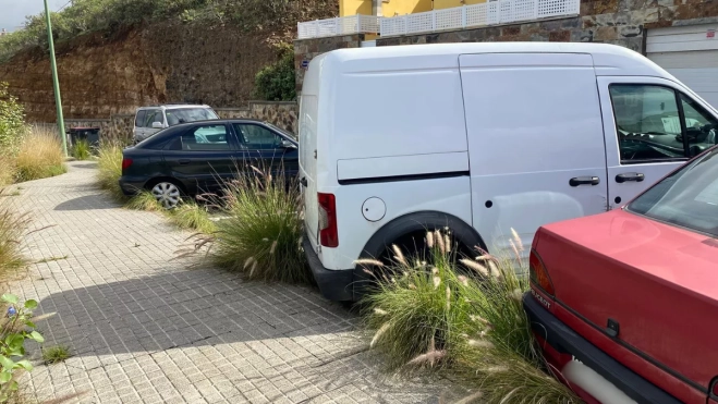 El rabo de gato ha crecido sin descontrol en el barrio conquistando las aceras y bordes / ARIADNA MARTÍNEZ - ATLÁNTICO HOY