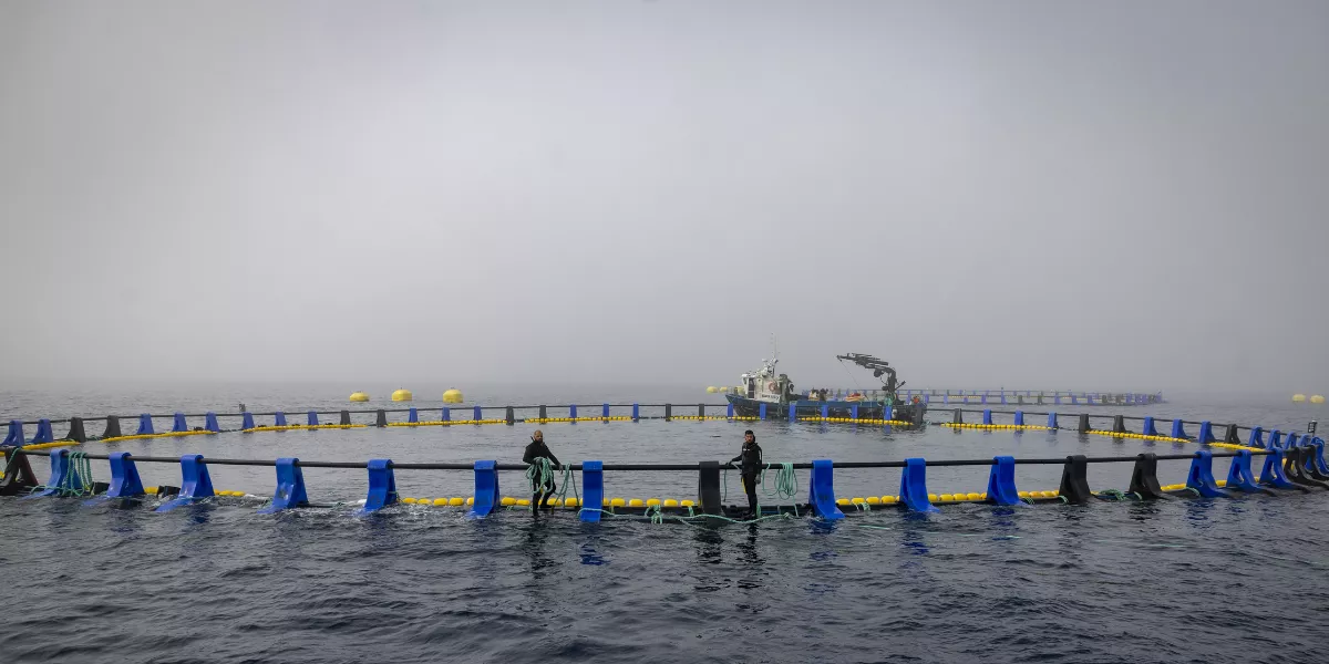 Imagen de una granja de engorde de atún rojo en el Cantábrico / EFE