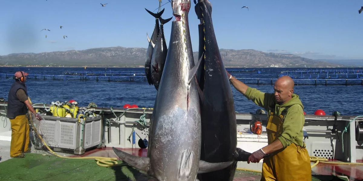 Imagen de la pesca de atún rojo / EFE