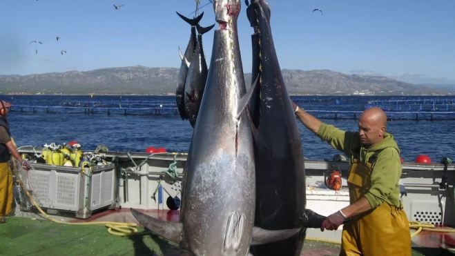 Imagen de la pesca de atún rojo / EFE