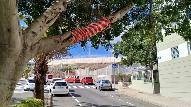 Rama de árbol envuelta en cinta