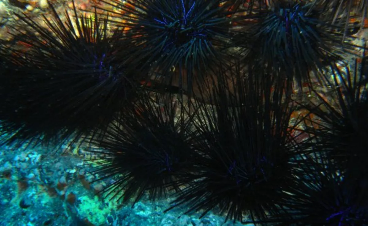 El erizo de mar Diadema africanum.  / IMAGEN DE LA RED