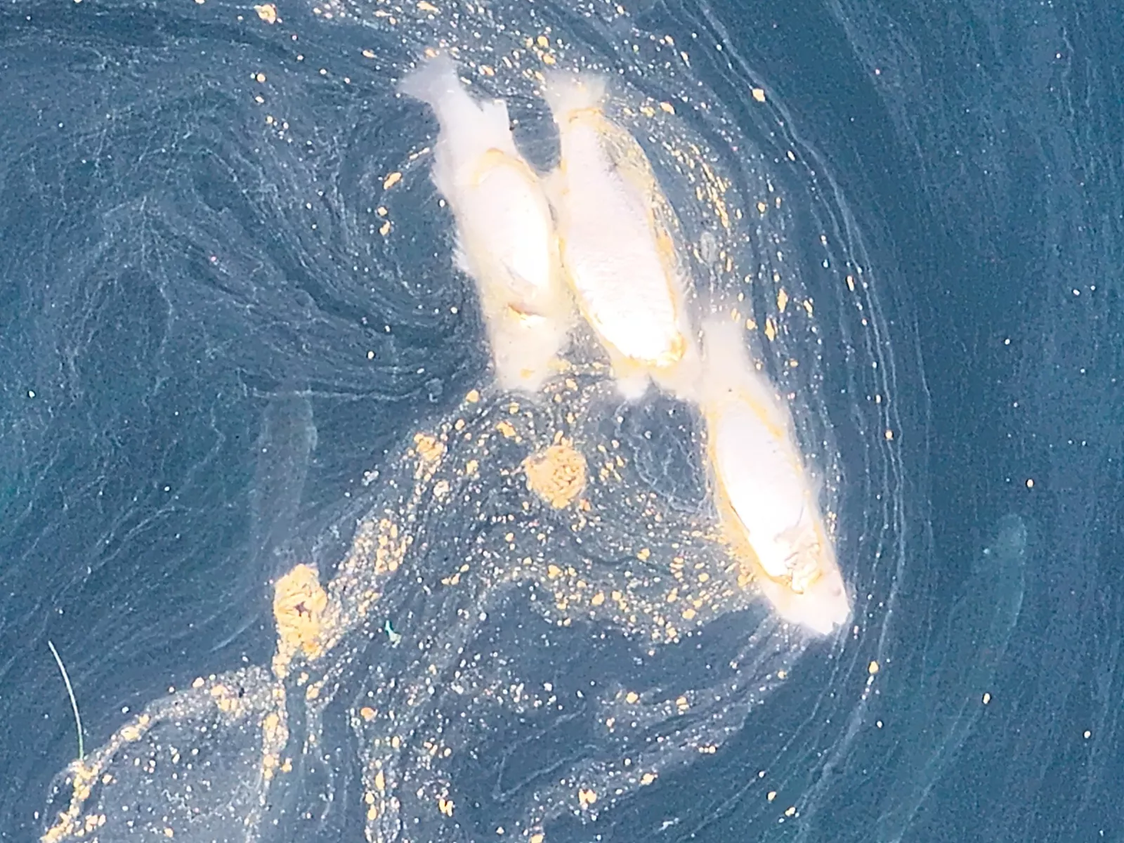 Peces muertos en las jaulas marinas en las costas de Telde. / CEDIDA