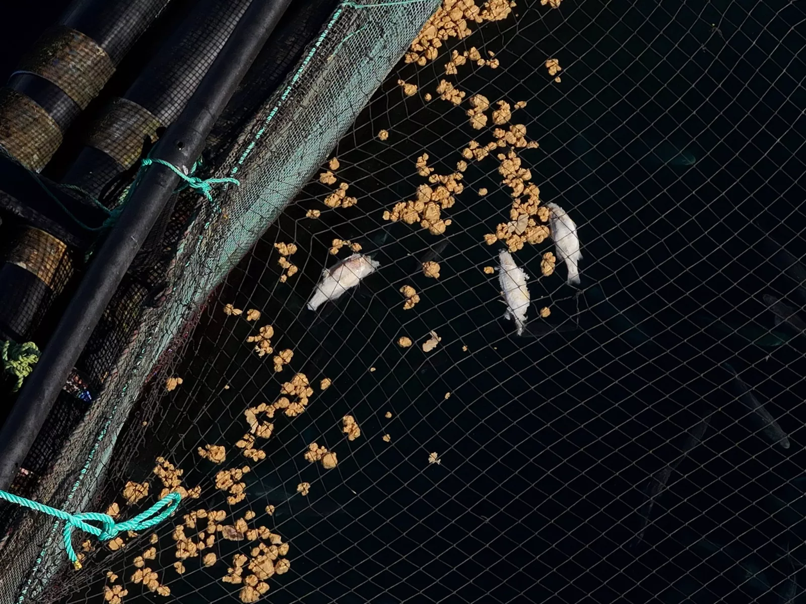 Peces muertos en una jaula marina del litoral de Telde. AH