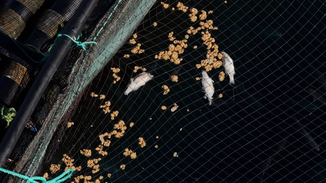 NP Telde denuncia nuevas evidencias de peces muertos en las jaulas marinas de su litoral pese a las afirmaciones contrarias del PLATECA(6) NP Telde denuncia nuevas evidencias de peces muertos en las jaulas marinas de su litoral pese a las afirmaciones contrarias del PLATECA(6)