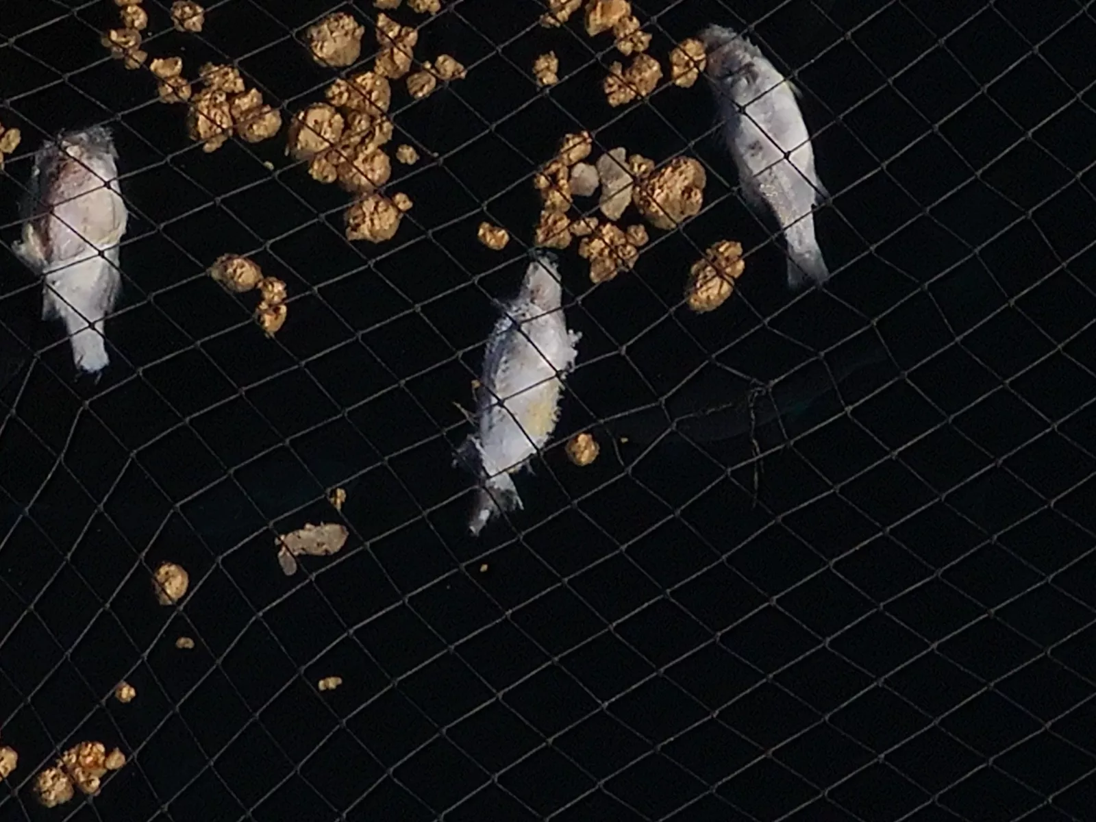 Peces muertos en el litoral de Telde. AH