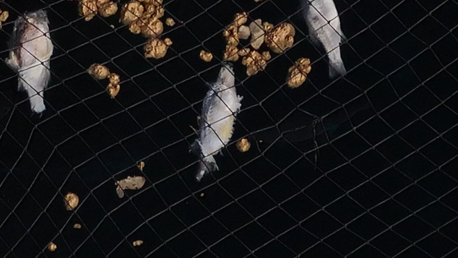 NP Telde denuncia nuevas evidencias de peces muertos en las jaulas marinas de su litoral pese a las afirmaciones contrarias del PLATECA(7) NP Telde denuncia nuevas evidencias de peces muertos en las jaulas marinas de su litoral pese a las afirmaciones contrarias del PLATECA(7)