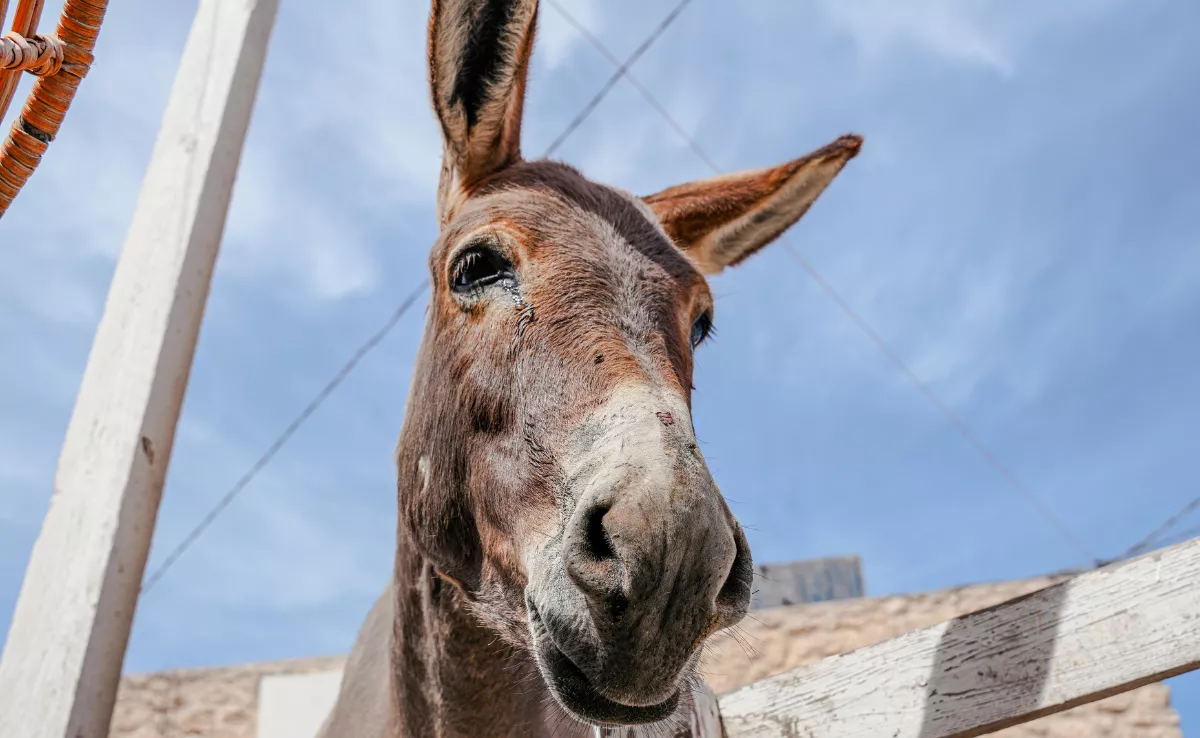 Imagen de archivo de un burro, uno de los animales que tenía el hombre arrestado en Gran Canaria. / IMAGEN DE LA RED