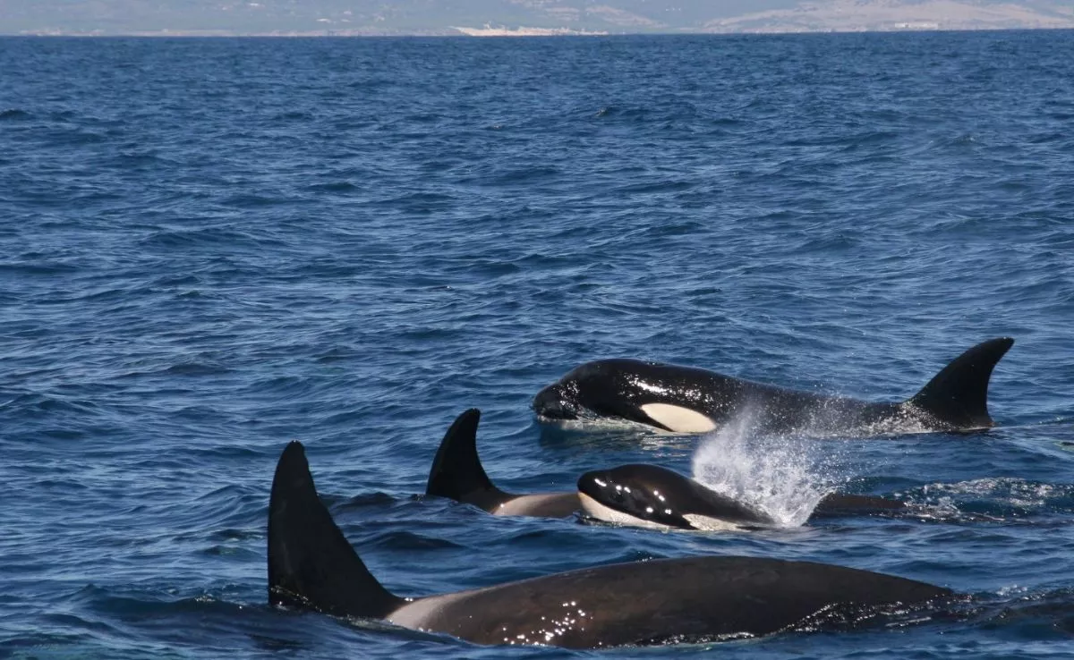 Las orcas ibéricas se han hecho famosas en estos últimos tiempos por interactuar con veleros en el Estrecho de Gibraltar. /Cedida