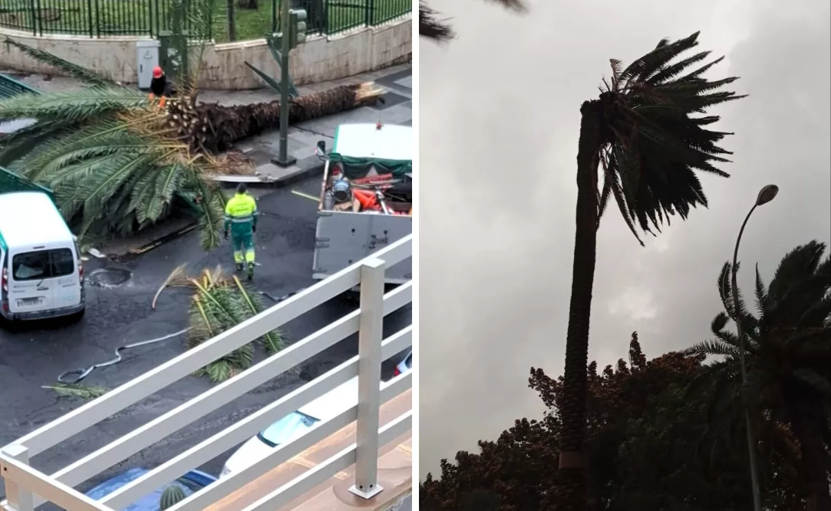 Palmeras en Las Palmas de Gran Canaria dañadas tras el paso de la borrasca Emilia / MONTAJE AH