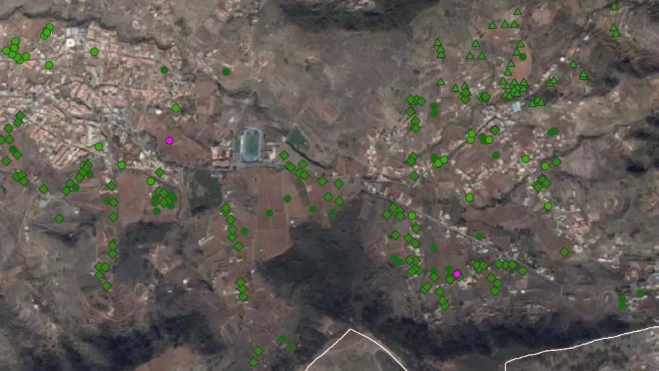 Dos puntos positivos de filoxera en Tegueste, Tenerife. / CEDIDA