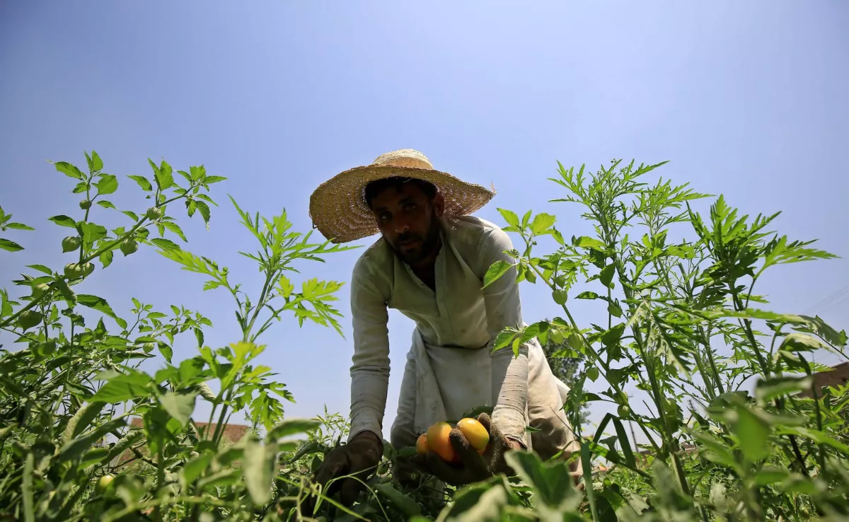 Un agricultor recoge papayas / EFE
