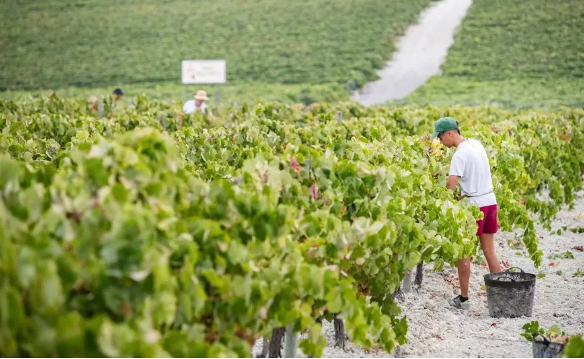 Imagen de agricultores en Canarias / EFE