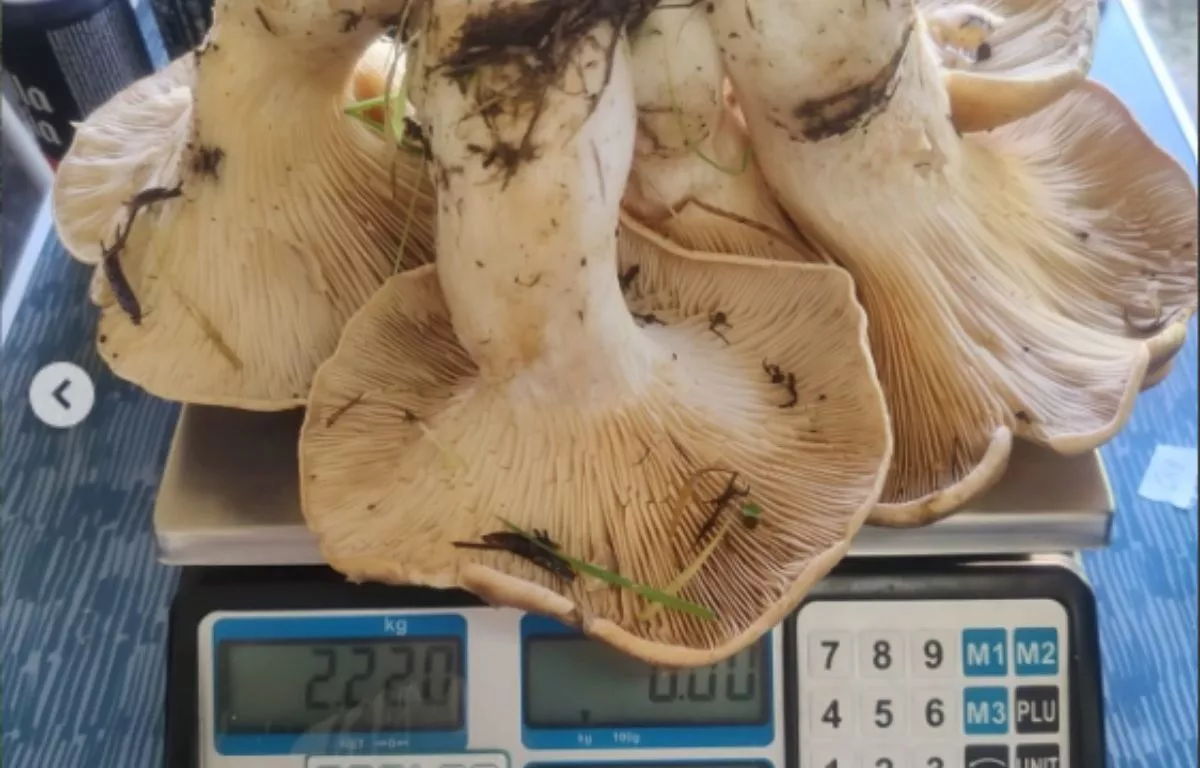 Una seta gigante de más de dos kilos sorprende tras las lluvias en un municipio de Canarias. AH