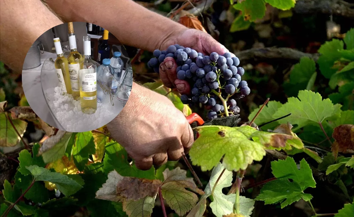 Imagen de vino de la Península junto a una viña como las de Tenerife. / AH
