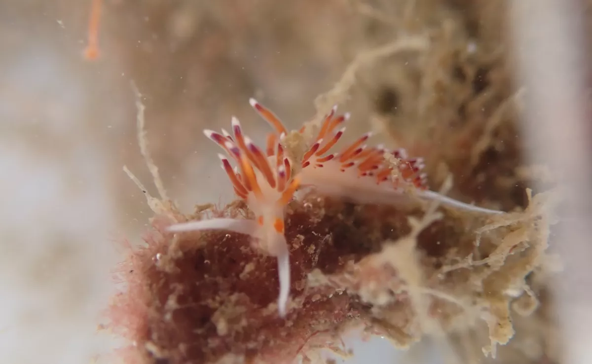 Aumentan el 54% las especies marinas en los arrecifes biométricos de los puertos de Las Palmas./ CEDIDA