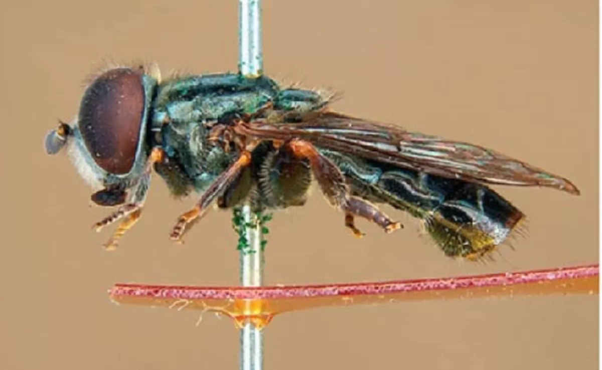 'Eumerus macarius', mosca endémica de La Palma./ CEDIDA