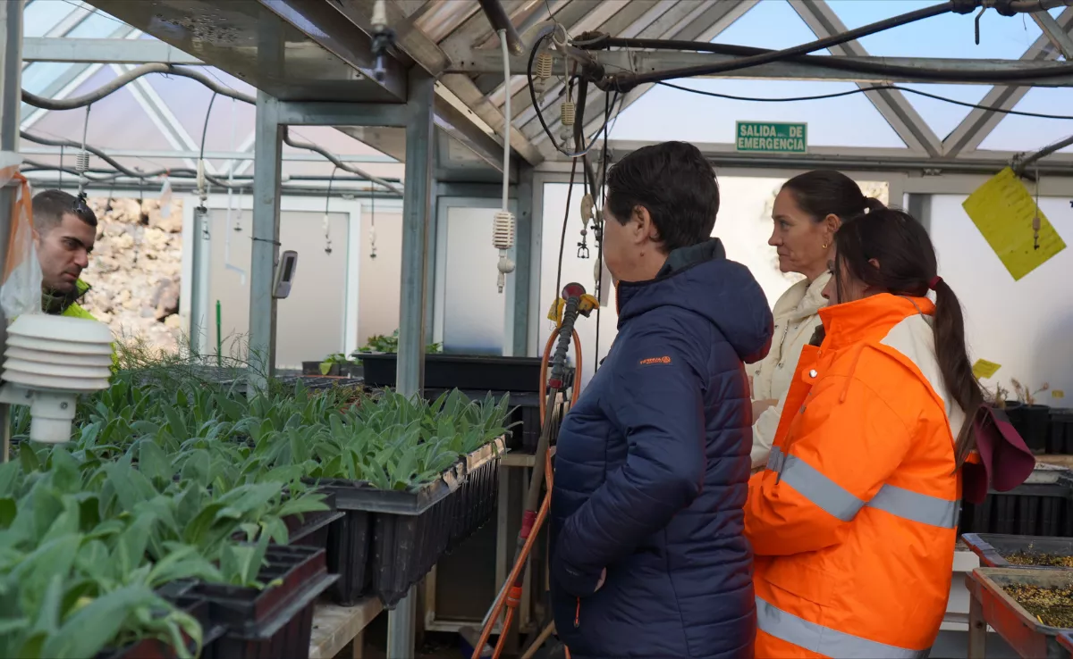 En esta última fase se han incorporado mejoras técnicas orientadas a optimizar los procesos de germinación y crecimiento de las plantas / CABILDO DE TENERIFE 