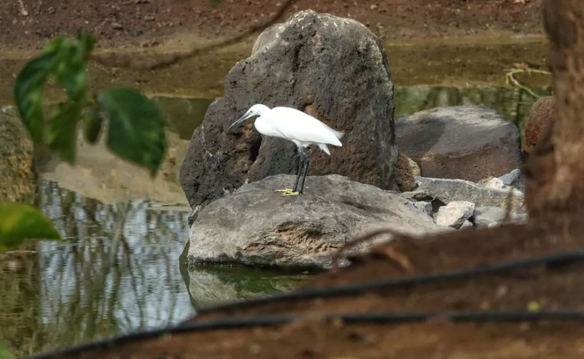 Un ave en una charca del Palmetum, en Santa Cruz de Tenerife./ CEDIDA