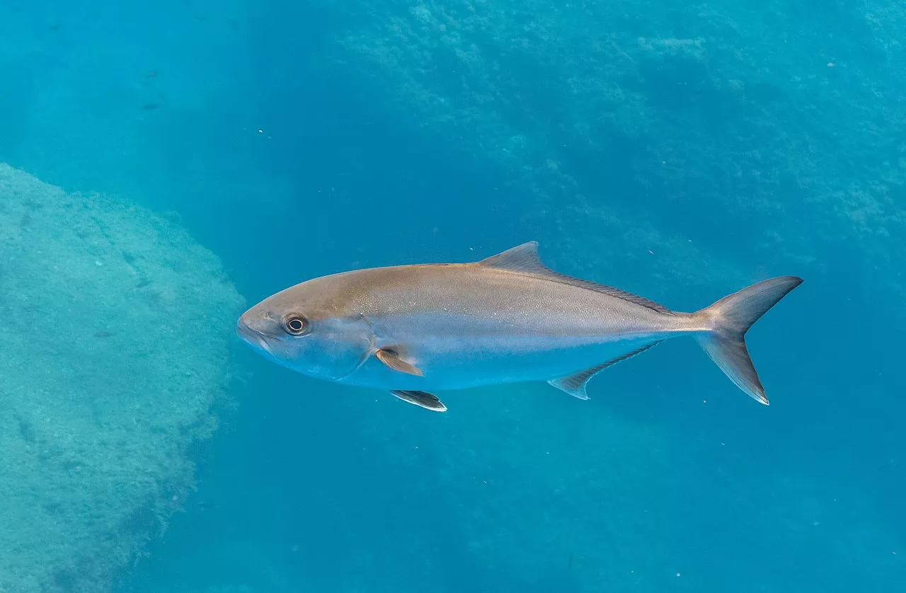 Un medregal en aguas de Madeira. IMAGEN: Diego Delso