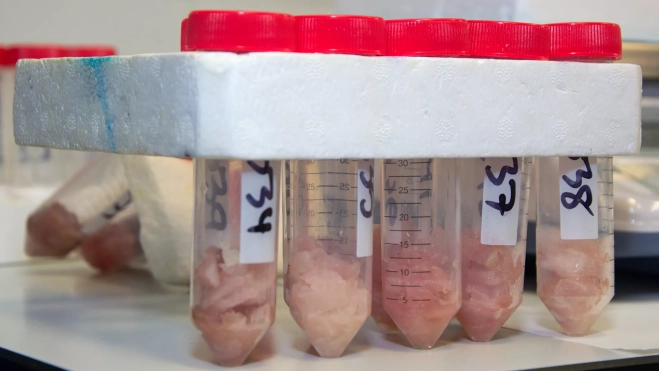 Muestras de laboratorio de ciguatera. ULPGC