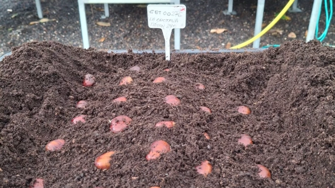 Recuperación agrosistema castañero. / CABILDO DE TENERIFE Recuperación agrosistema castañero. / CABILDO DE TENERIFE