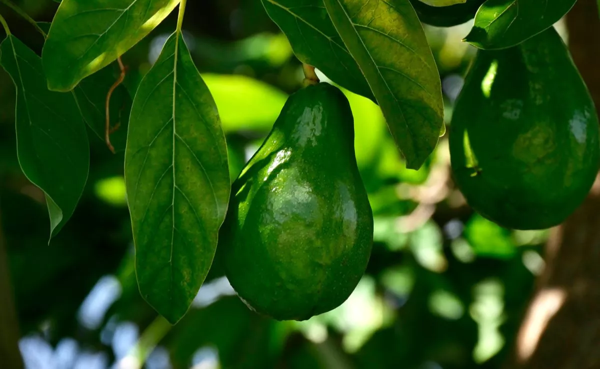 Variedad de aguacate de la raza Antillana. /ULL