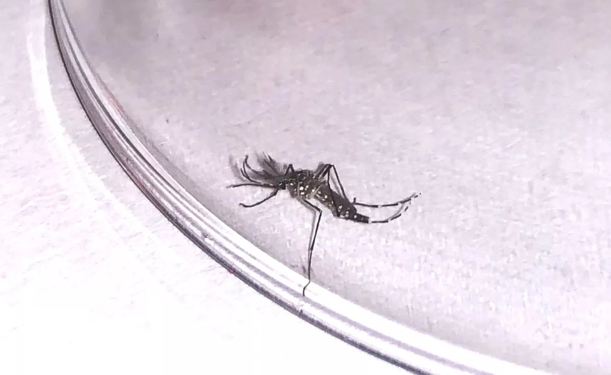 Mosquito 'Aedes Aegypti'. /Cedida