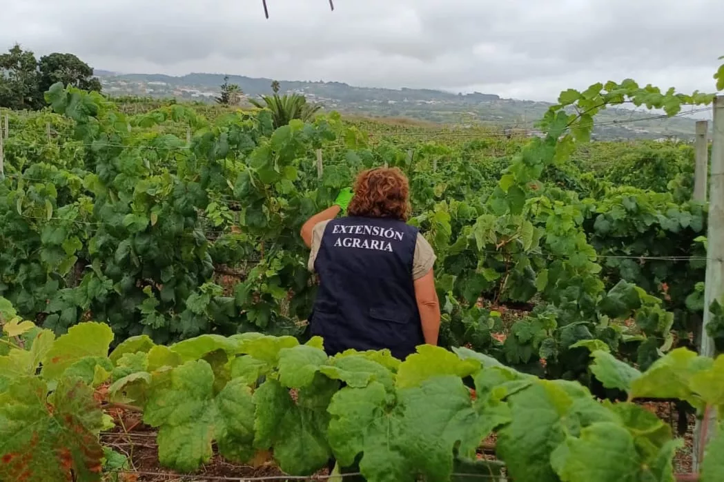 Agente Extensión Agraria en Tenerife. / CABILDO DE TENERIFE