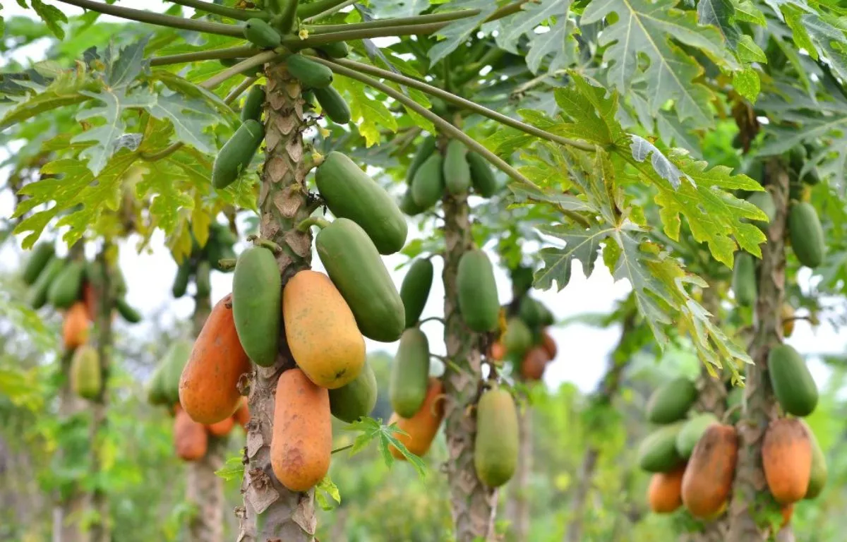 Una plantación de papayas en Canarias. AH