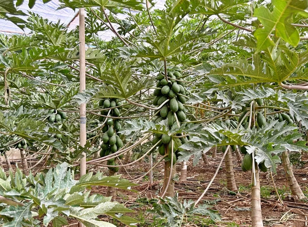 El 70% de la producción de la papaya canaria se destina a la exportación. GOBCAN